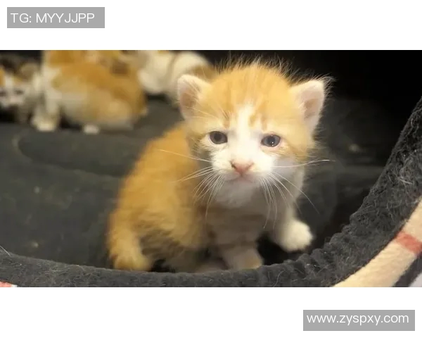 足球明星化身爱心使者帮助流浪猫找到温暖新家